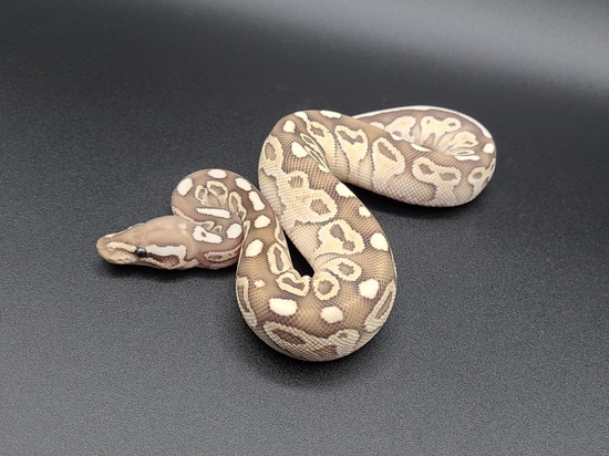 Fire Lesser Ball Python by CV Exotics inc.
