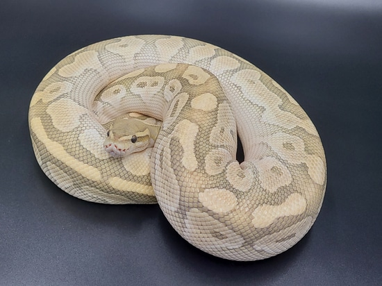 Lesser Ghost Ball Python by CV Exotics inc.