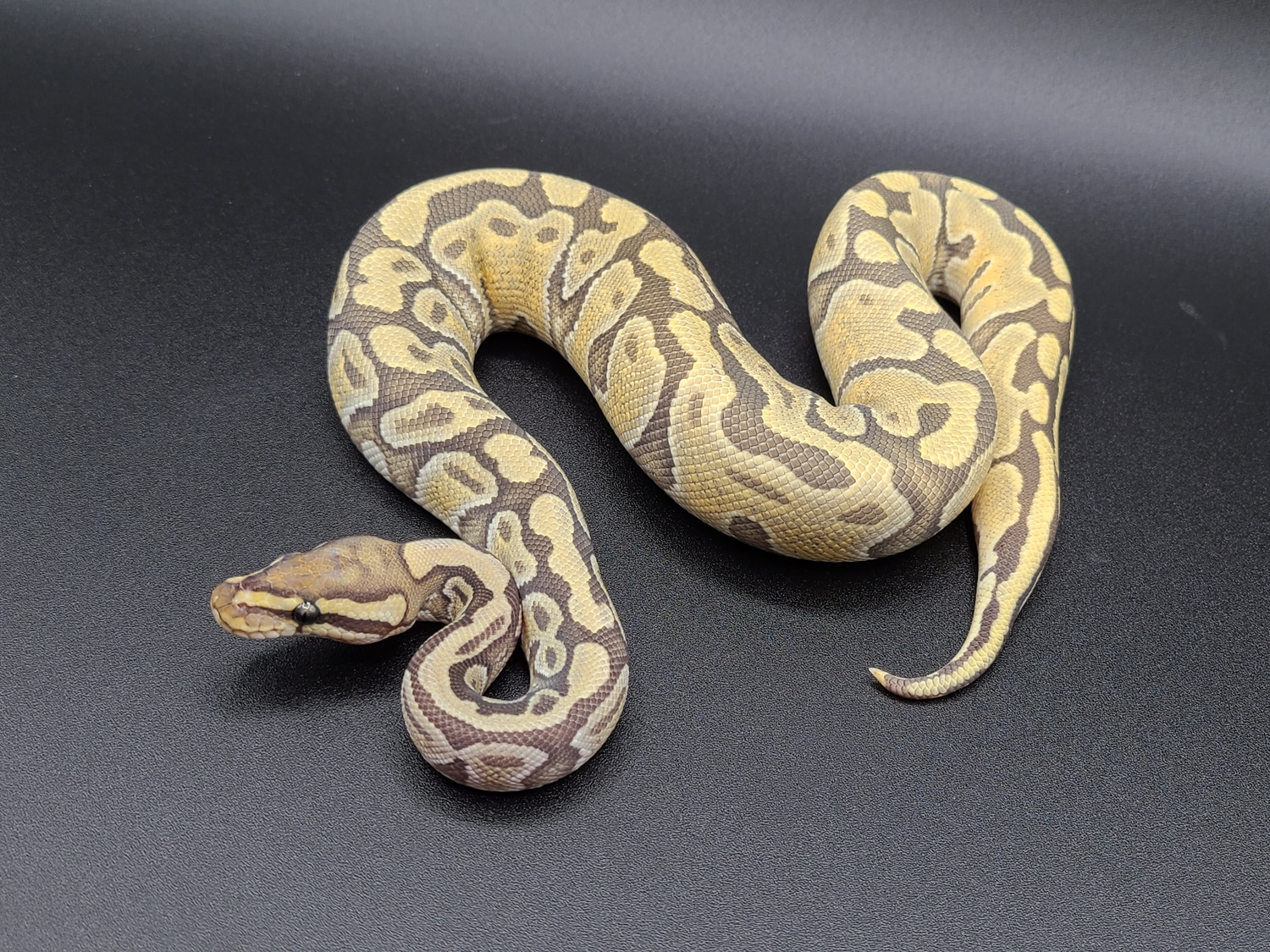 Enchi Ghost Ball Python by CV Exotics inc. - MorphMarket