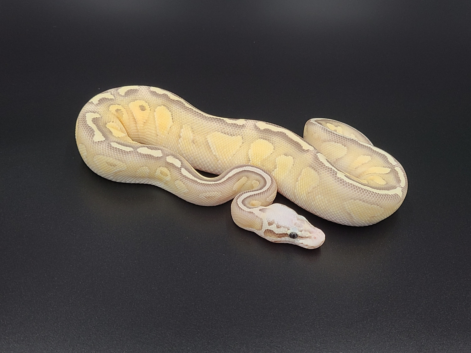 Super Pastel Lesser Fire Ball Python by CV Exotics inc. - MorphMarket