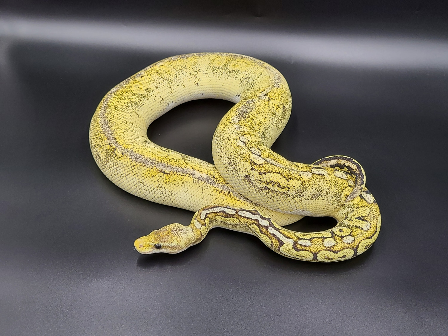 White Lace Black Pewter (Proven Breeder) Ball Python by CV Exotics inc ...