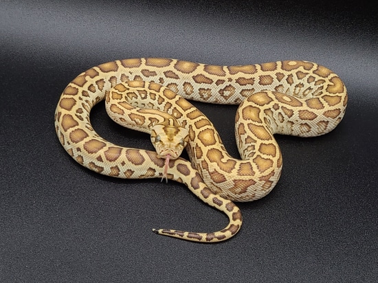 Hypo 100% Het Labyrinth 100% Het Granite 66% Het Albino Burmese Python ...
