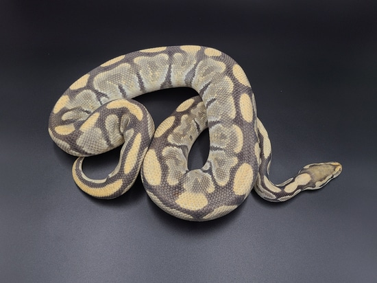 Ghost (Hypo) Funky Pattern Ball Python by CV Exotics inc.
