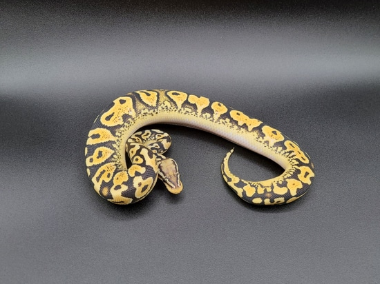 White Lace Pastel Yellow Belly Ball Python by CV Exotics inc.