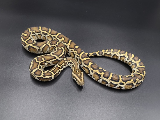 100% Het Labyrinth 66% Het Albino Burmese Python by CV Exotics inc.