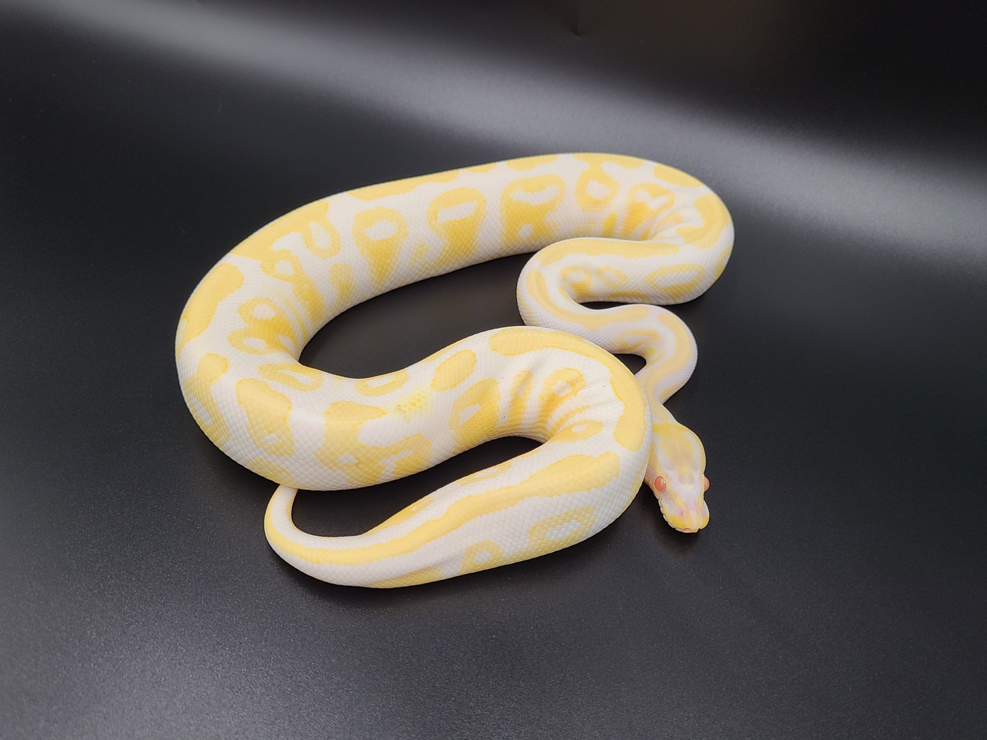 Albino 100% Het Pied Ball Pythons by CV Exotics inc