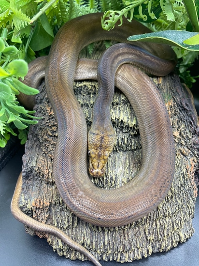 Golden Child Titanium 100% Het Albino 50% Het Ogs Reticulated Python by ...