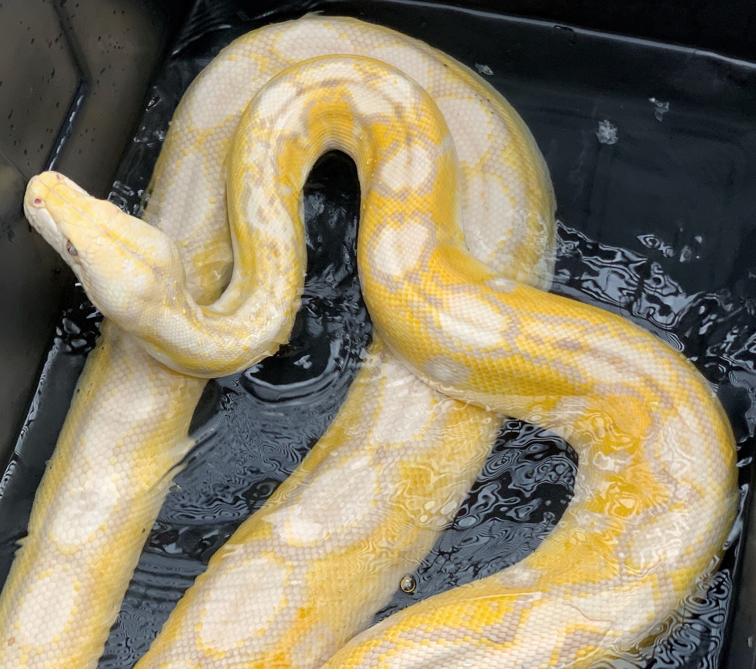 Lavender Albino Motley Reticulated Python by West Coast Retics