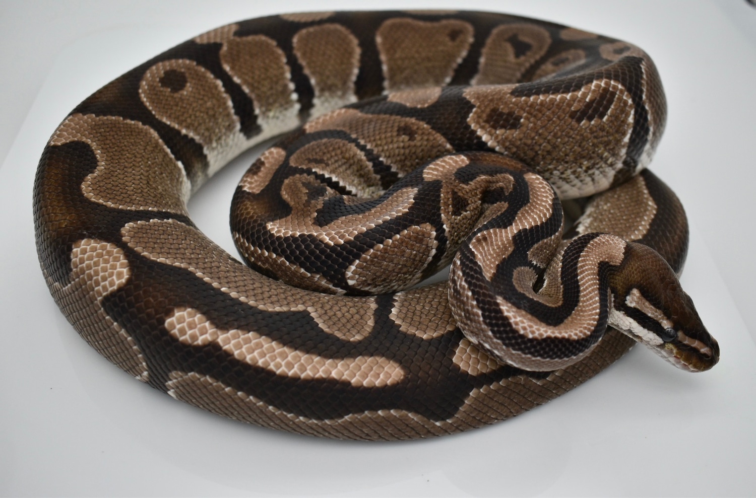 VPI Axanthic Het Pied Proven Ball Python by Mighty Morphin Sneks ...