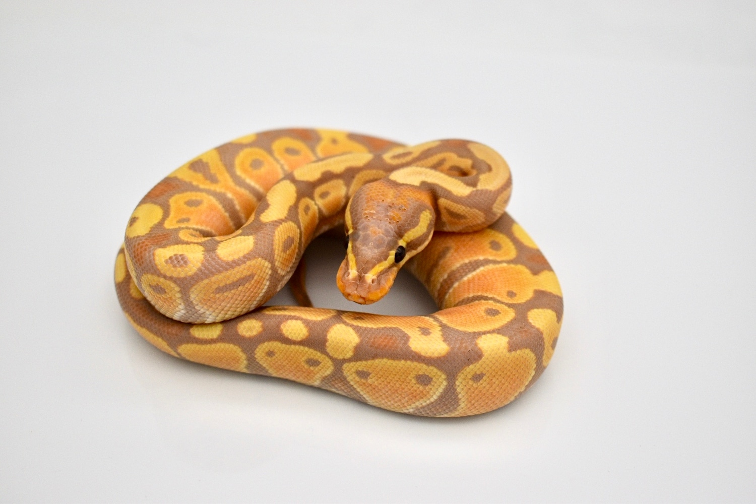 Banana Het Albino Ball Python by Mighty Morphin Sneks MorphMarket