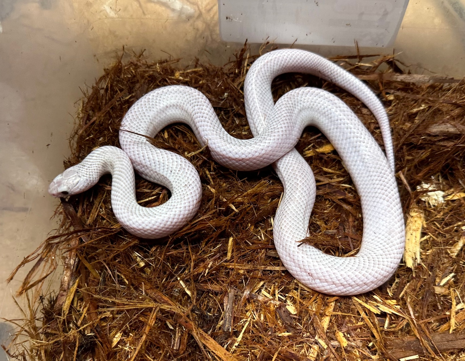 Ghost White Sided Kingsnakes Brooks' Kingsnake by Mighty Morphin Sneks