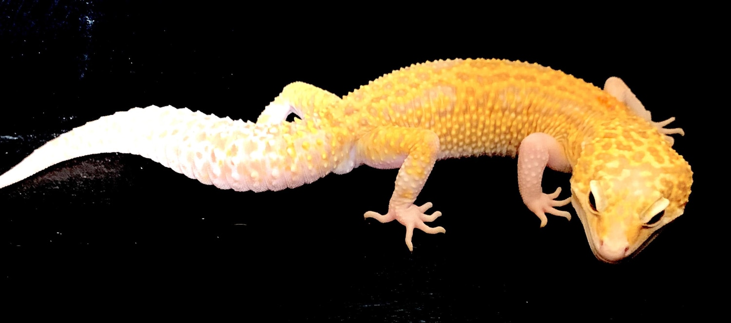 Mack Snow Raptor Leopard Gecko by BackRoad Exotics - MorphMarket