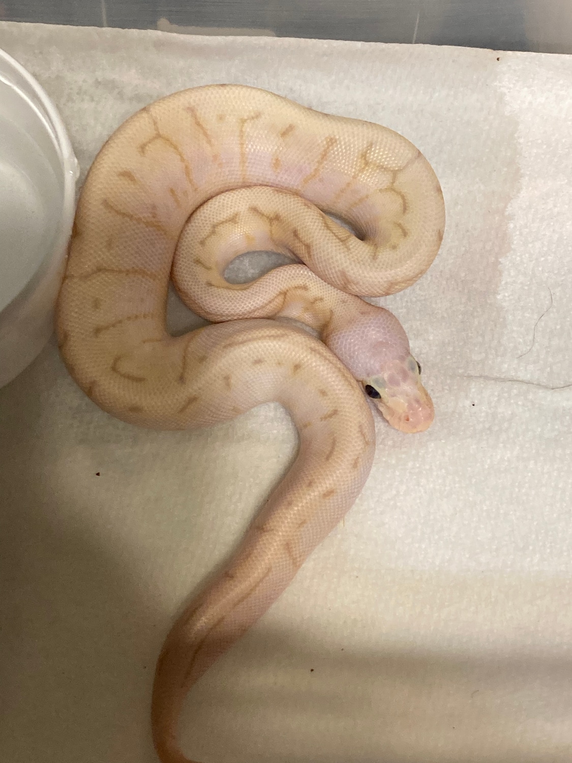 Banana Spinner Blast Ball Python by BackRoad Exotics MorphMarket