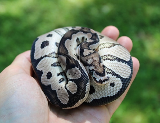 Titan Ball Python by Black Dahlia Reptiles
