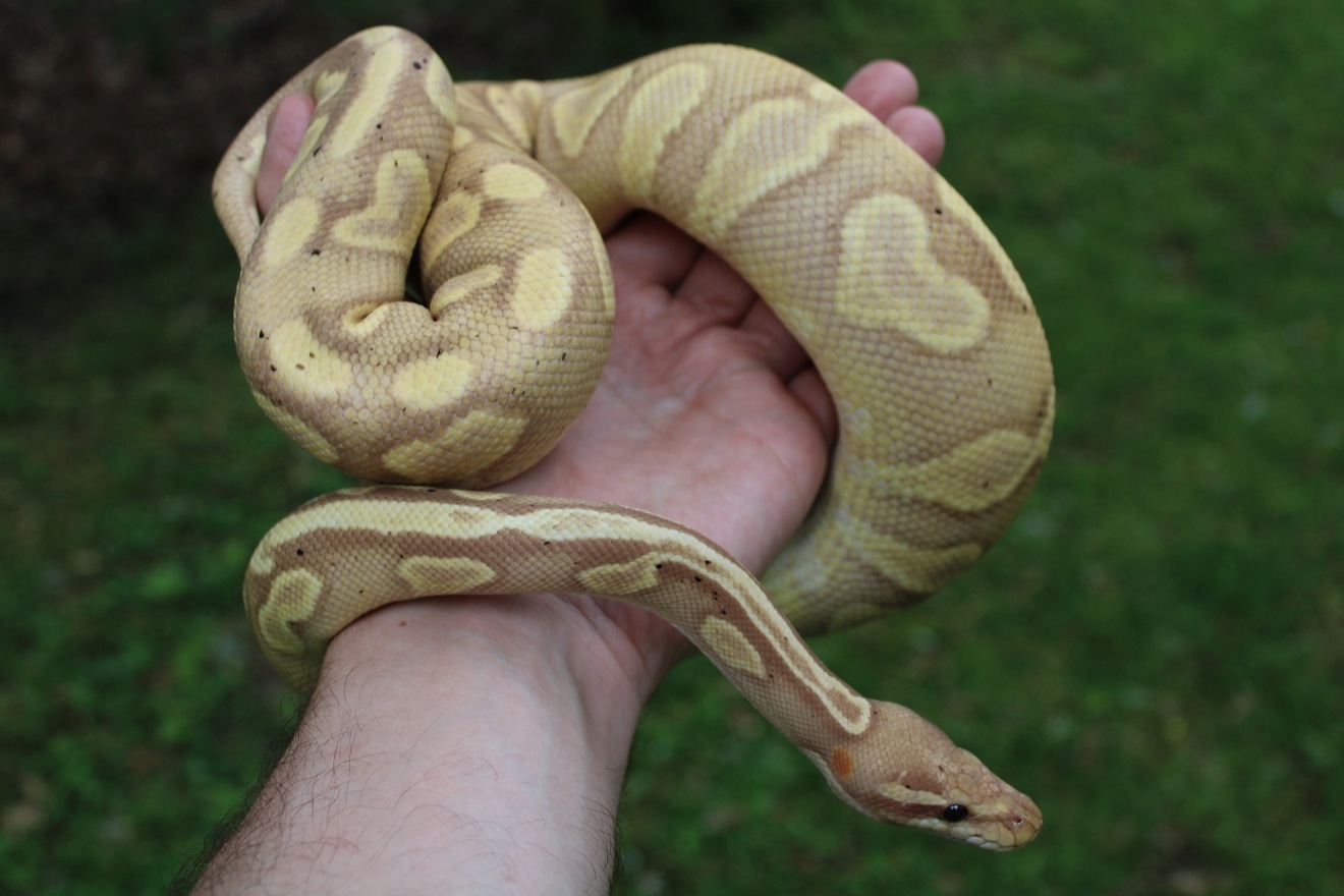Banana Blackhead Ghi Free Shipping Ball Python by Black Dahlia Reptiles ...