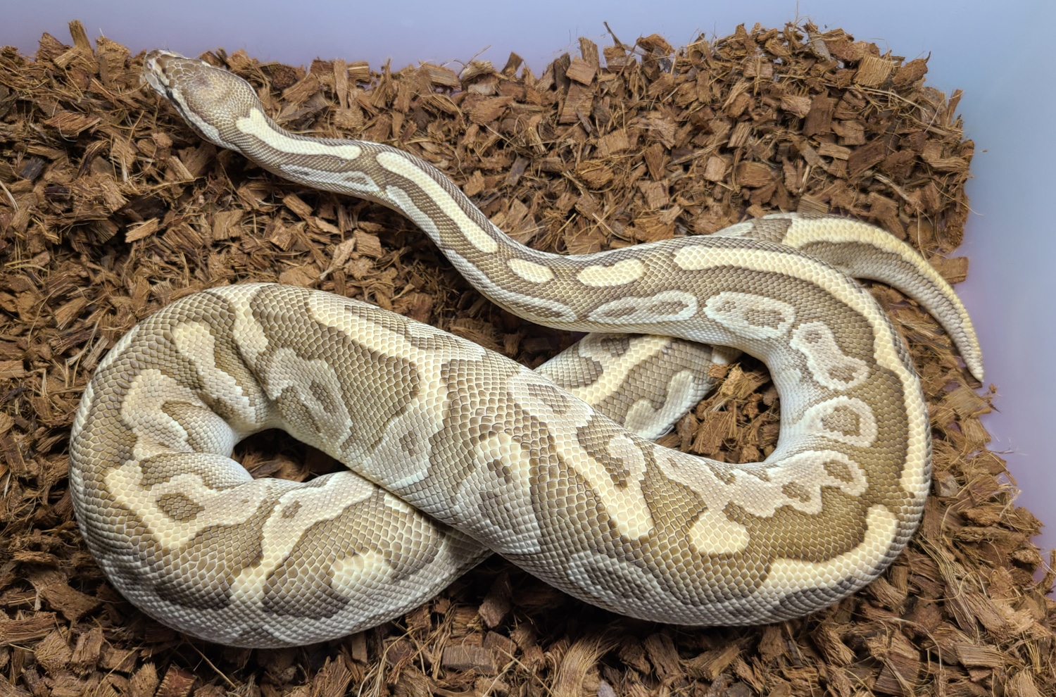 Leopard Lesser Yellowbelly Ball Python by Martin Ball Pythons - MorphMarket