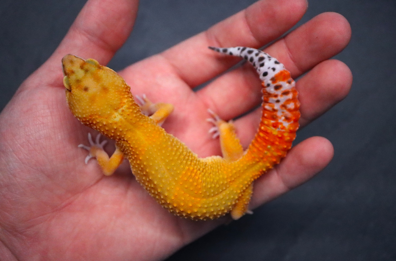 Black Night Mandarin Tangerine Cross Leopard Gecko by Geckopia