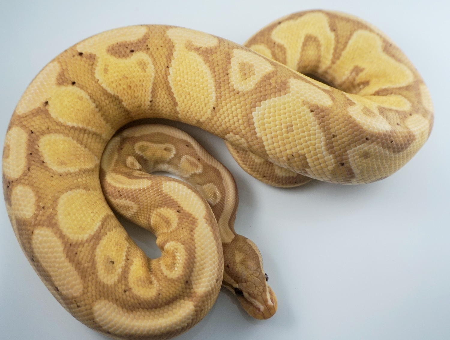 Banana Yellow Belly Het Piebald Ball Python by Royal Ambassador ...