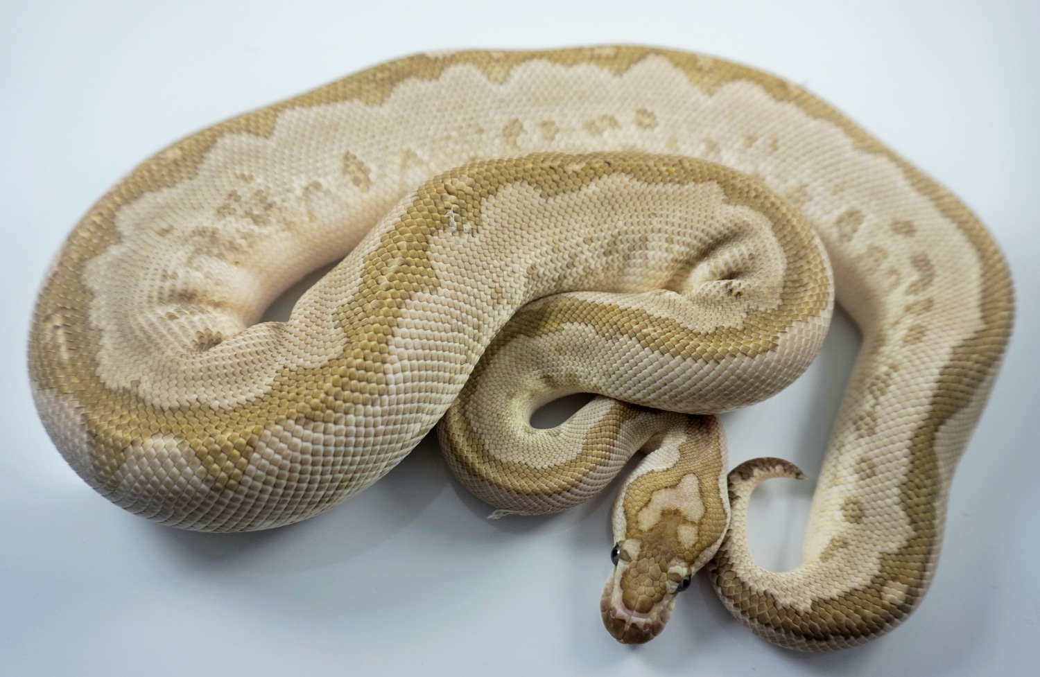 Bamboo Clown Ball Python by Royal Ambassador Reptiles - MorphMarket