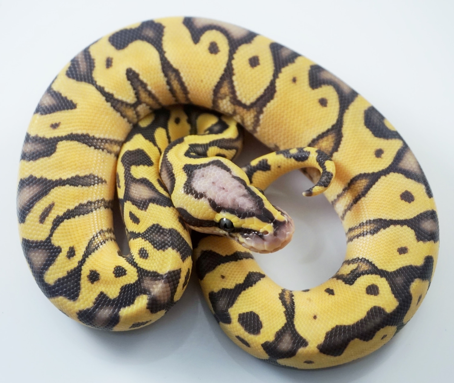 Pastel Enchi Ghost 66 Het Piebald Ball Python by Royal Ambassador