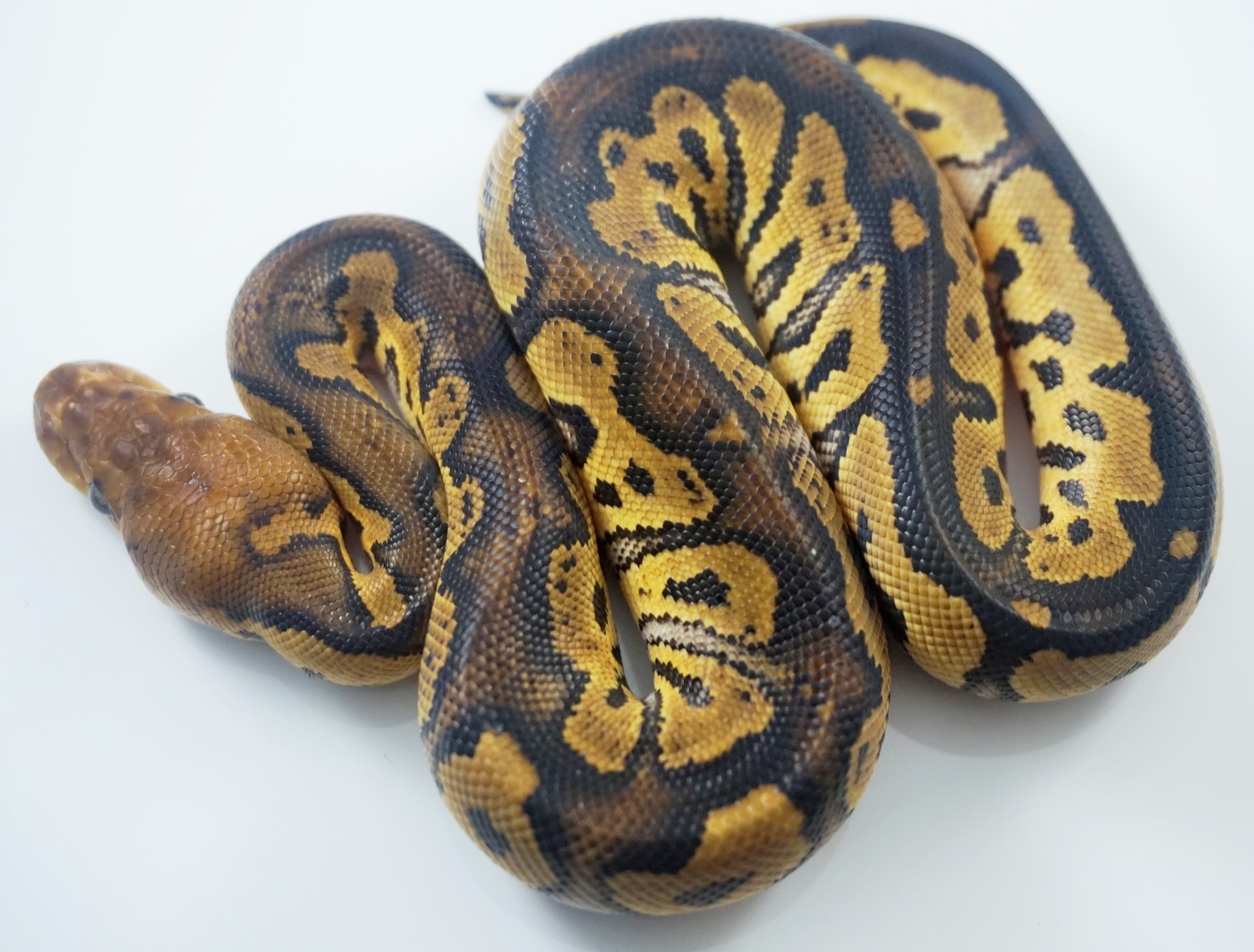 Mahogany Clown Ball Python by Royal Ambassador Reptiles - MorphMarket