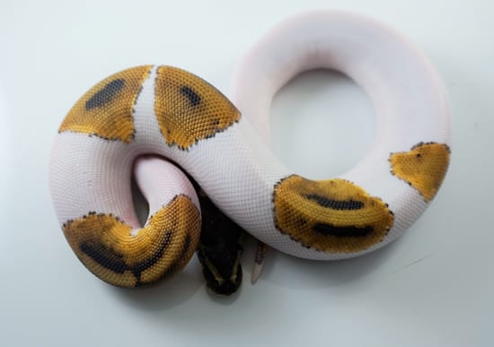 Piebald Het Ghost Het Clown Ball Python by Royal Ambassador Reptiles