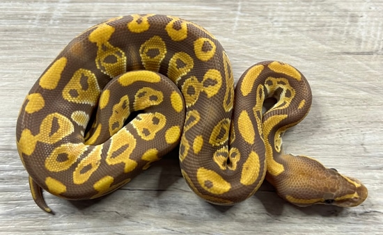 Black Head Ultramel Ball Python by Royal Ambassador Reptiles