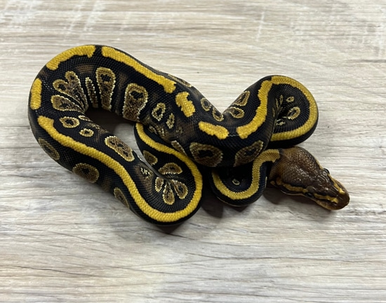 Stranger Het Hypo 66 Het Clown Ball Python by Royal Ambassador Reptiles