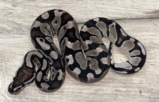 Vpi Axanthic Het Desert Ghost Het Piebald Ball Python by Royal ...