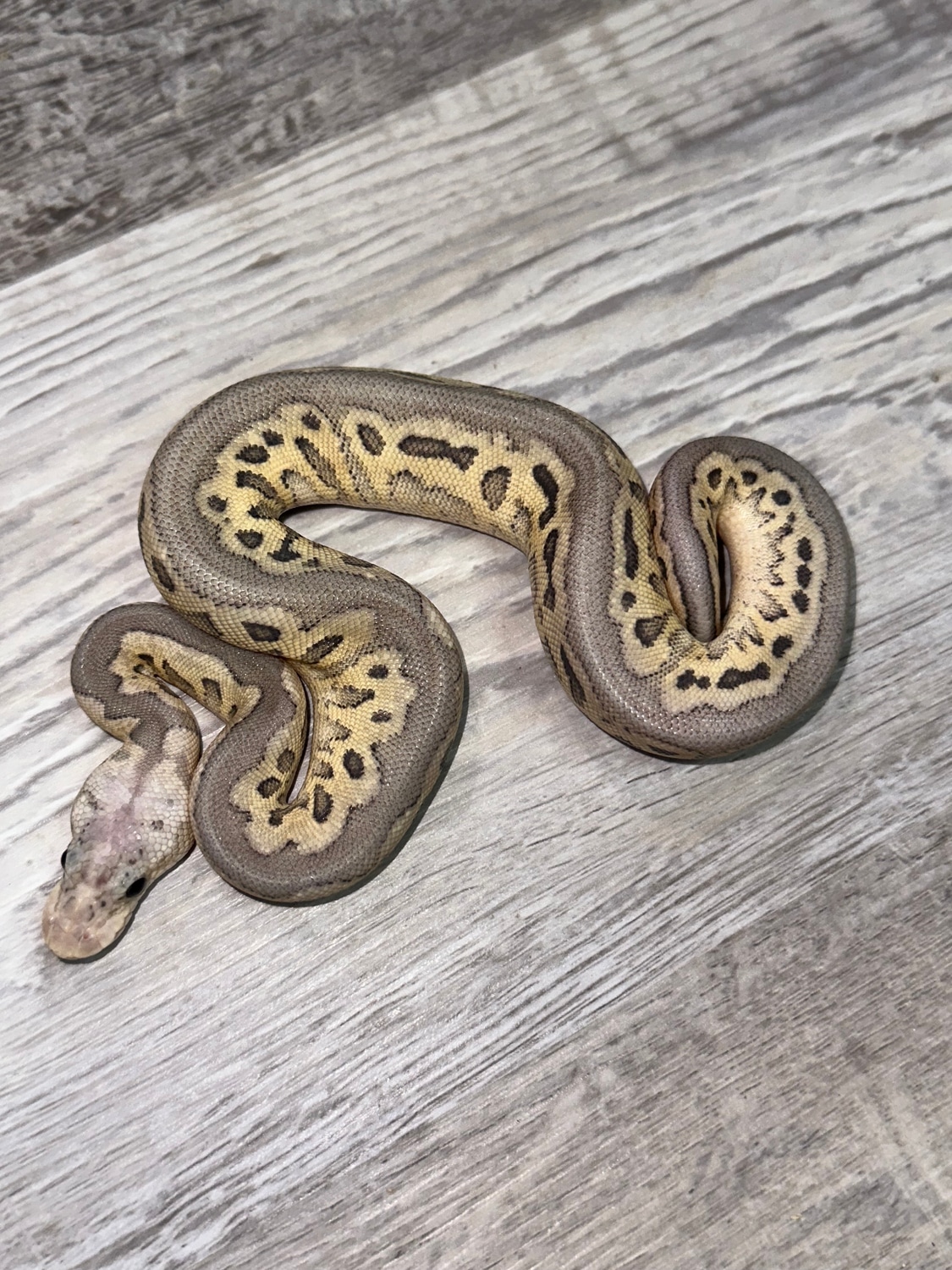 Pastel Cinnamon Hypo Clown Ball Python by Royal Ambassador Reptiles ...