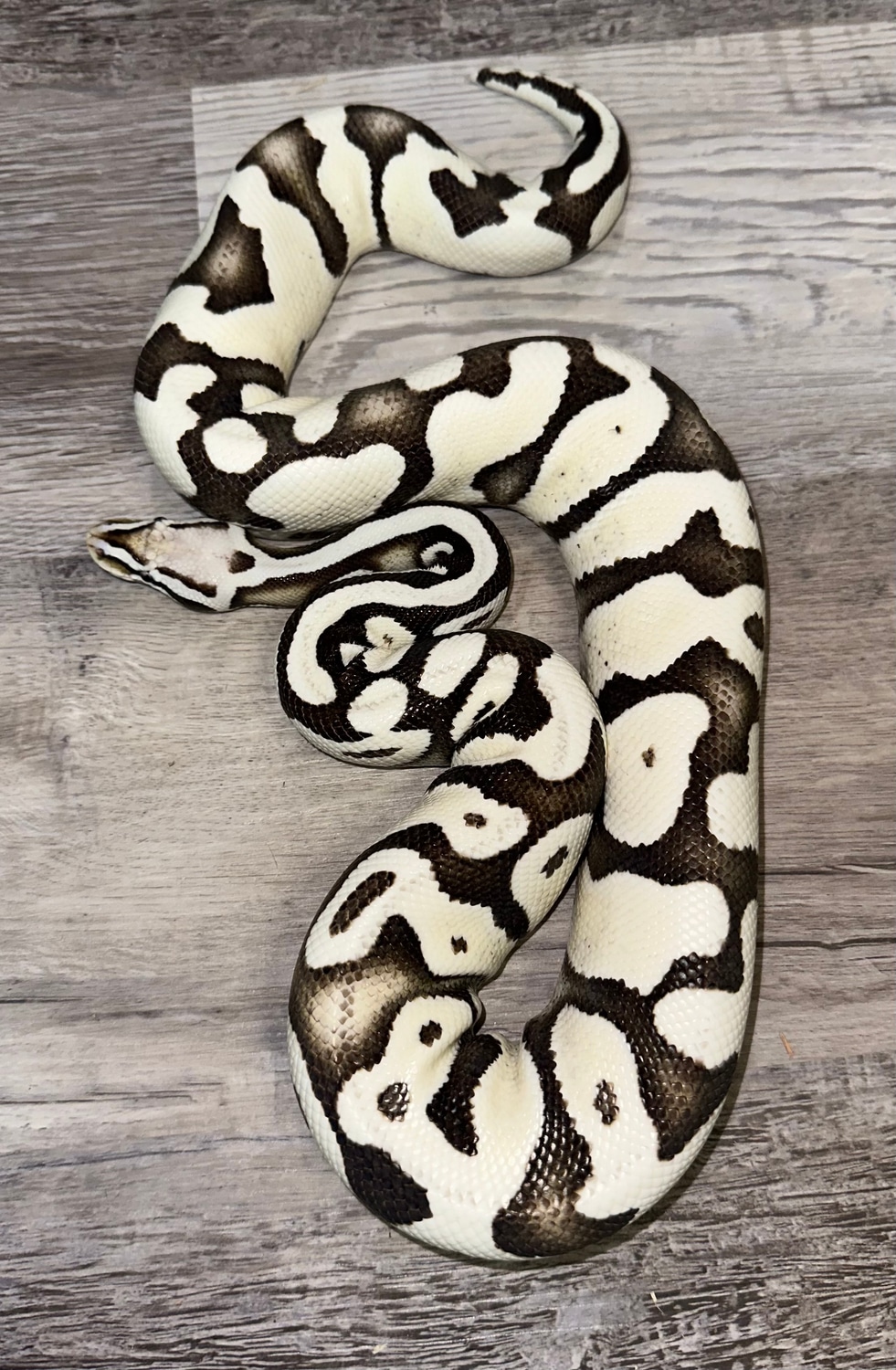 Pastel Vpi Axanthic Desert Ghost Ball Python by Royal Ambassador ...