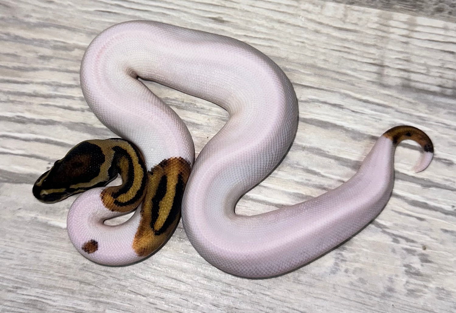 Pied Het Vpi Axanthic Het Desert Ghost Ball Python by Royal Ambassador ...