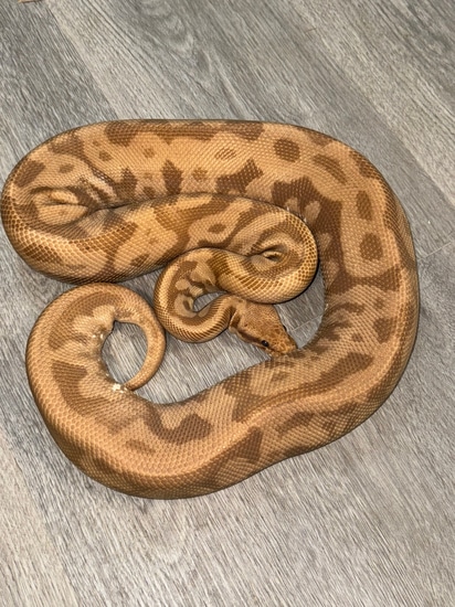 Pastel Leopard Ultramel Ball Python by Royal Ambassador Reptiles