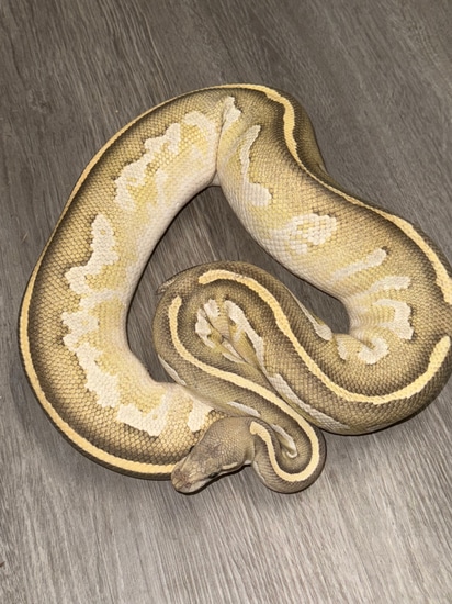 Black Head Hypo Fire Mojave Ball Python by Royal Ambassador Reptiles