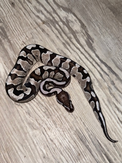 Fire Vpi Axanthic Het Dg Ball Python by Royal Ambassador Reptiles