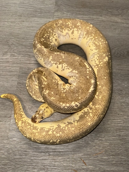 Enchi Fire Pastel Hidden Gene Woma Clown Ball Python by Royal ...