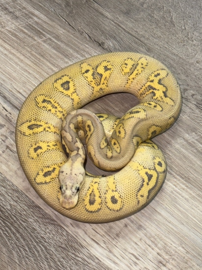 Pastel Hypo Stranger Clown Ball Python by Royal Ambassador Reptiles