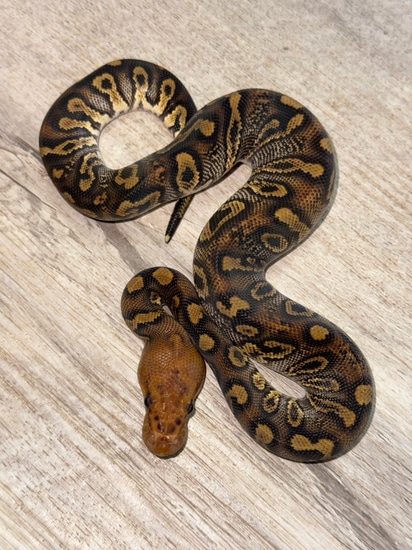 Stranger Clown Het Hypo Het Ultramel Ball Python by Royal Ambassador ...