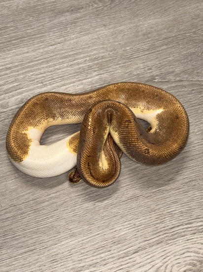 Enchi Pinstripe Piebald Het Hypo Het Vpi Axanthic Ball Python by Royal ...