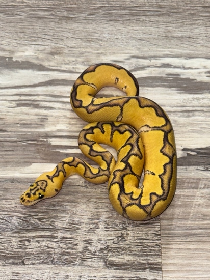Pastel Enchi Hypo Clown Ball Python by Royal Ambassador Reptiles