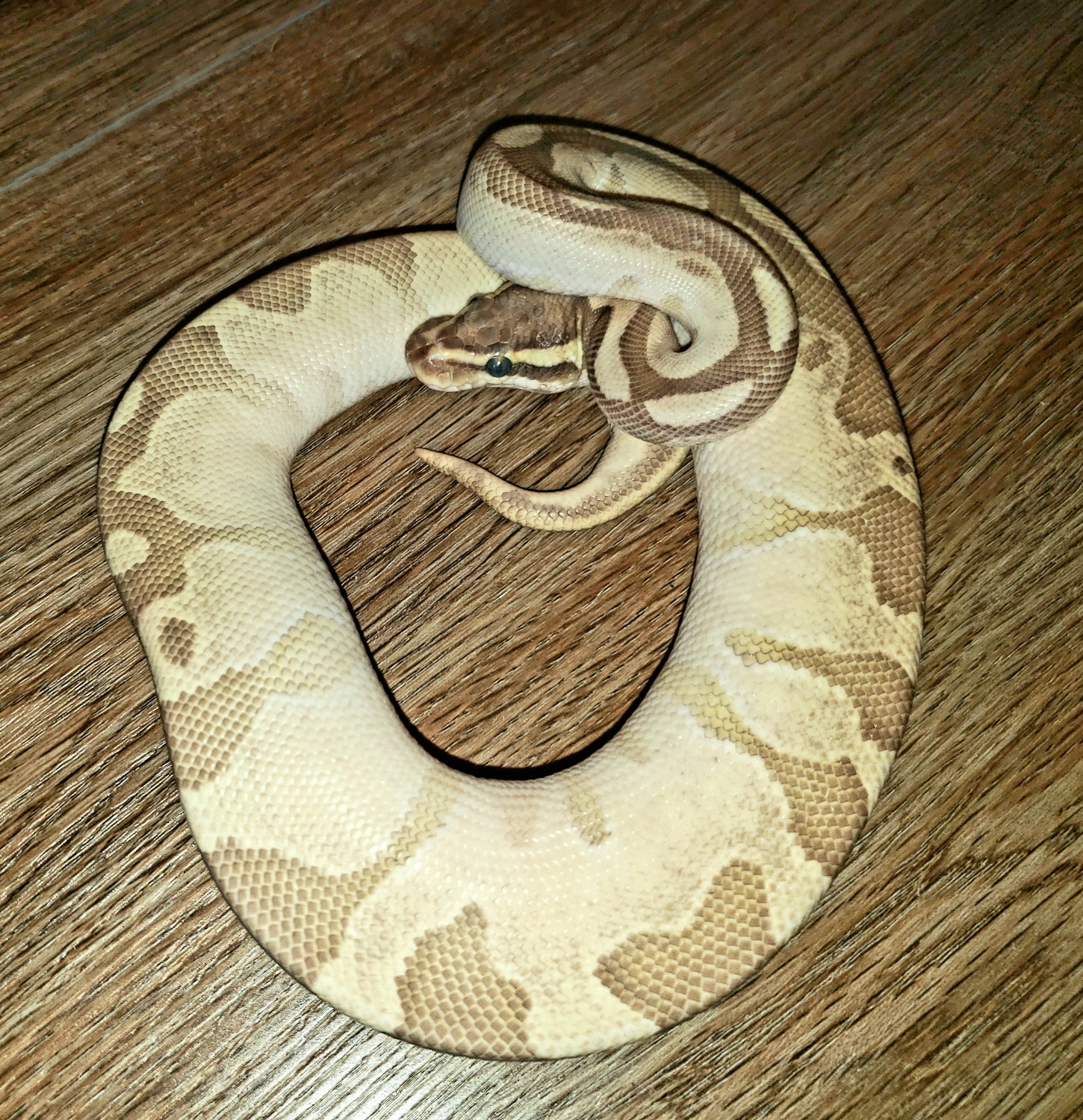 Enchi Vanilla Fire Ball Python by Veteran Exotics - MorphMarket