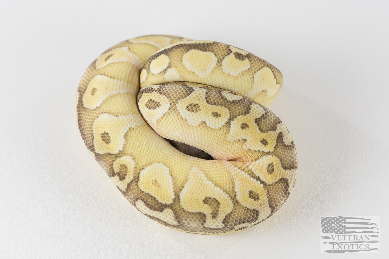 Pastel Butter Ghost Ball Python by Veteran Exotics - MorphMarket