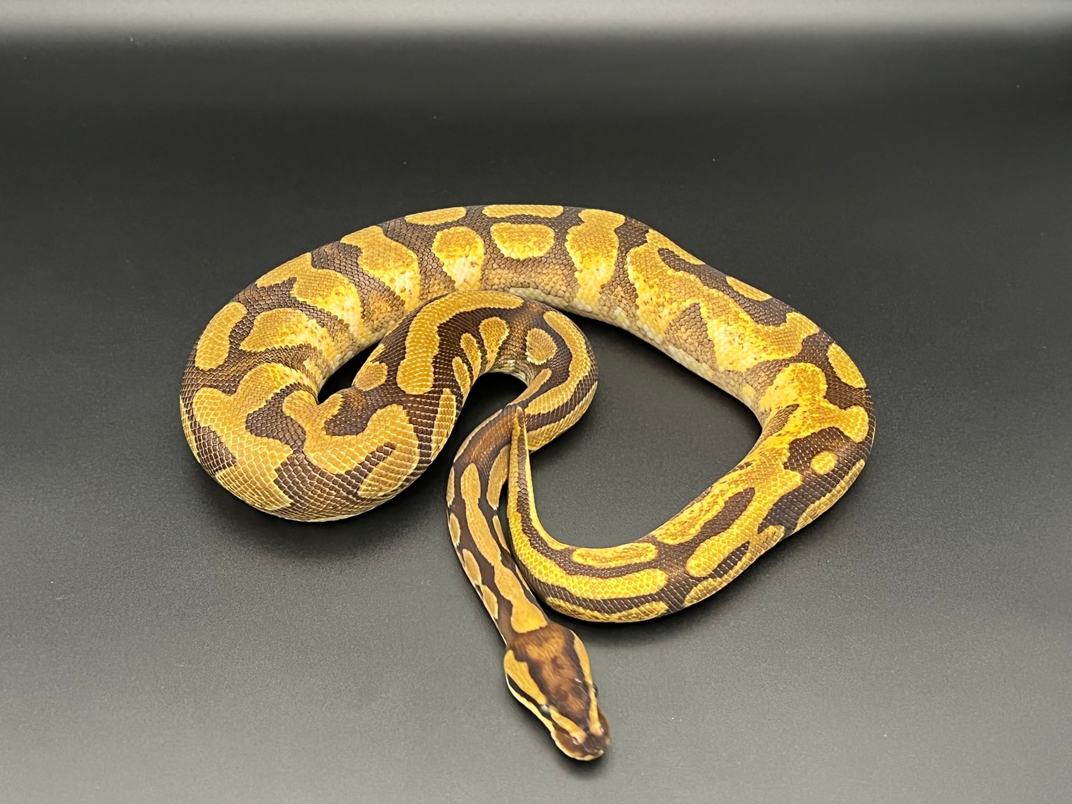 Gravel/Specter Enchi Calico Ball Python by Cyber Serpents - MorphMarket