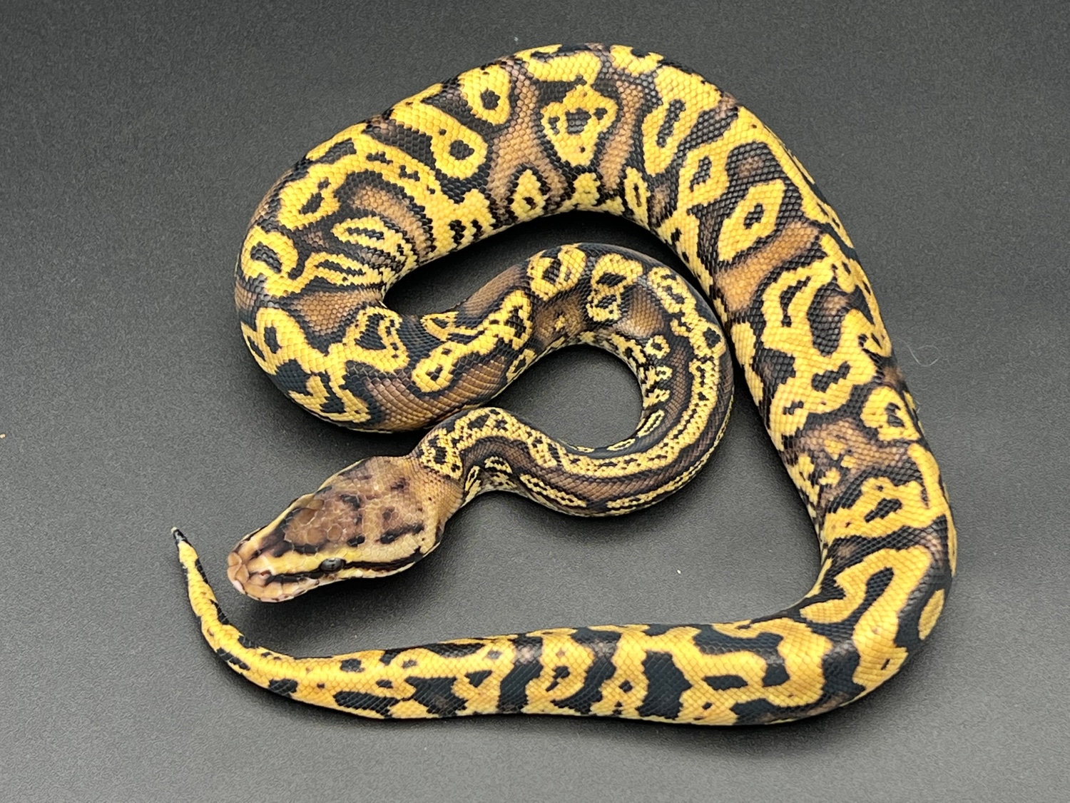 Pastel, Acid, YellowBelly, HGW, Granite (Free Shipping) Ball Python by ...