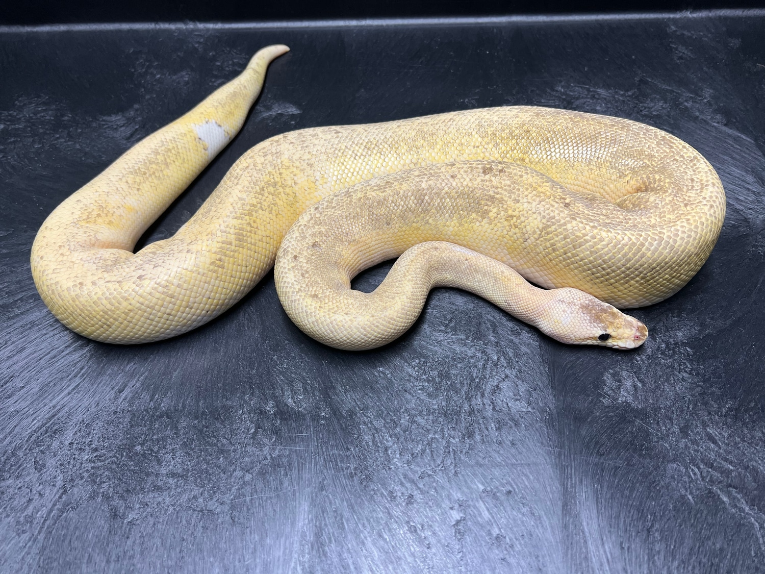 Pastel, Champagne, Calico Ball Python by Cyber Serpents - MorphMarket