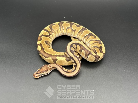 Enchi, HGW, Calico Ball Python by Cyber Serpents