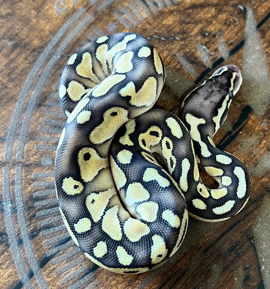 Butter, Pastel Ball Python by B&B Reptile - MorphMarket