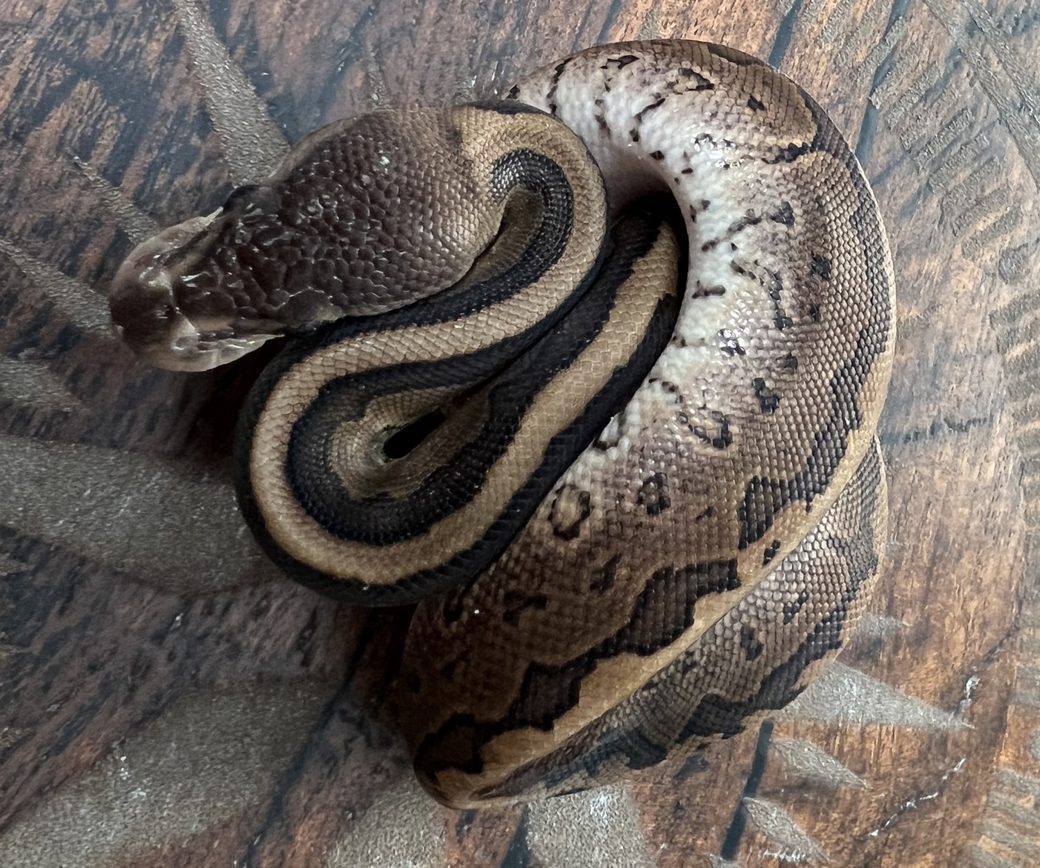 Cinnamon, Pinstripe, Het Pied Ball Python by B&B Reptile - MorphMarket