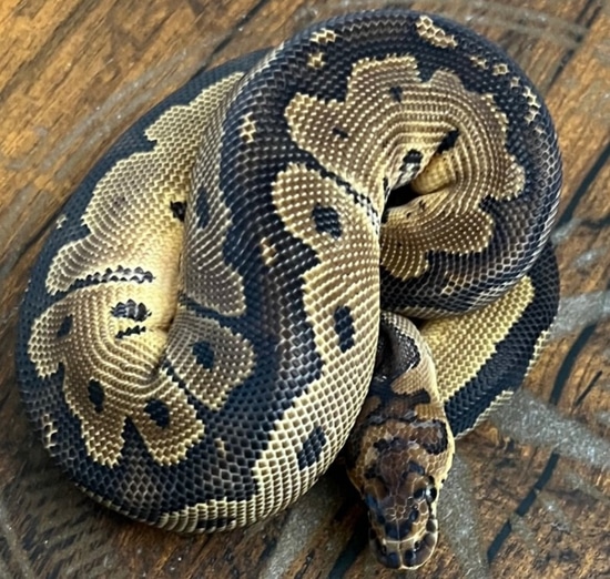 Clown Ball Python by B&B Reptile