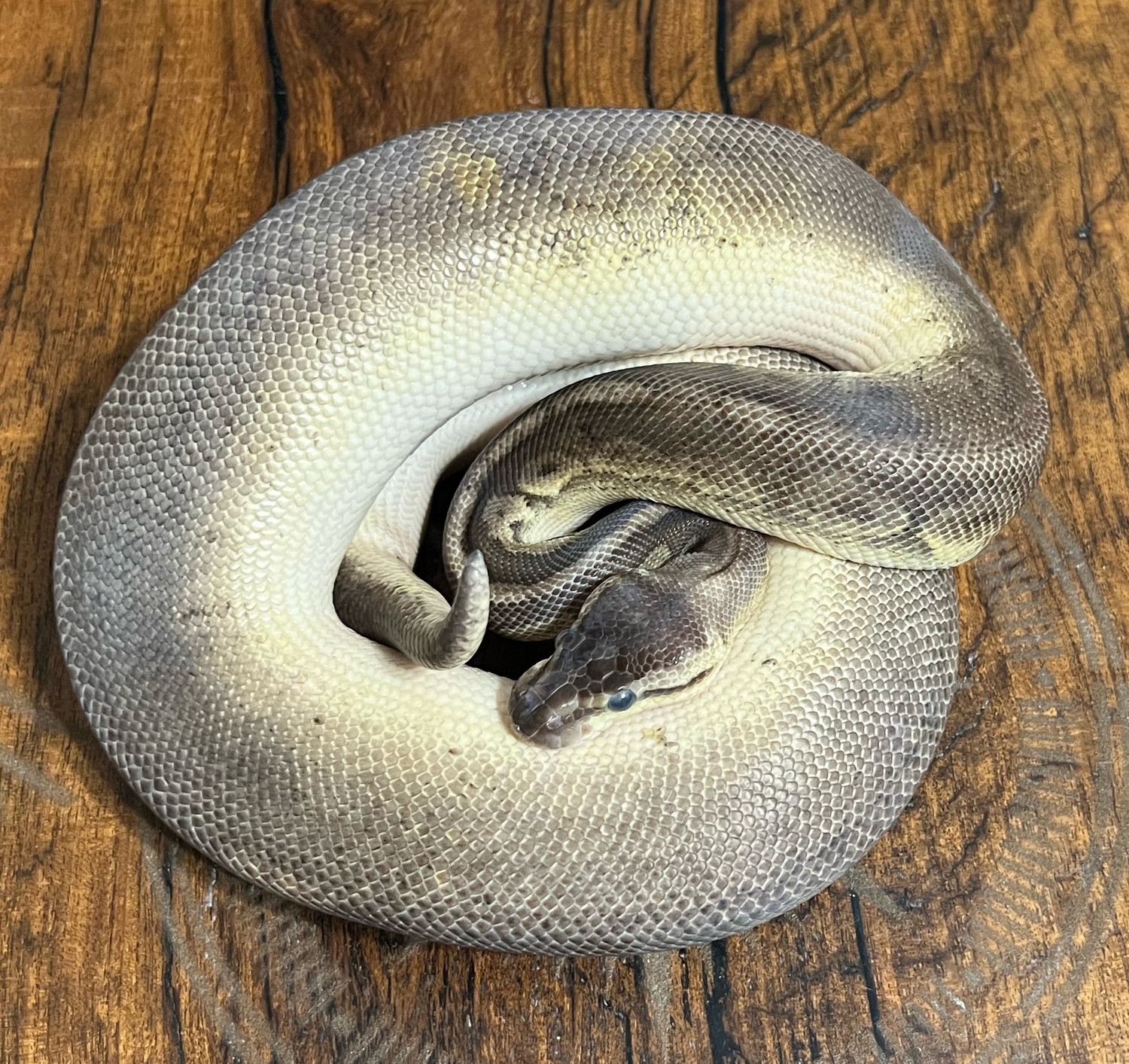 Super Cinnamon, Pastel, Sandblast, Het Piebald Ball Python by B&B ...